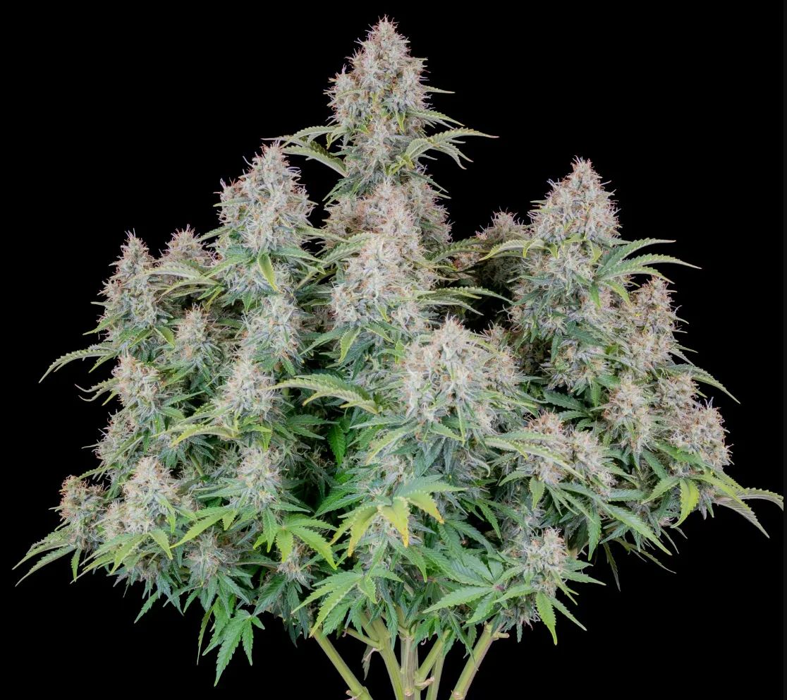 Cinderella Auto — 2