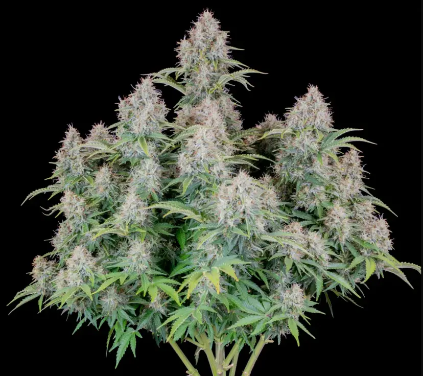 Cinderella Auto — 2
