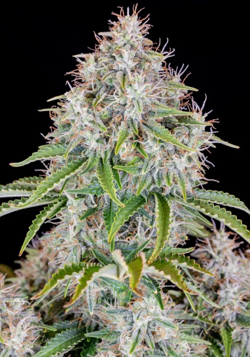 Cinderella Auto — 3