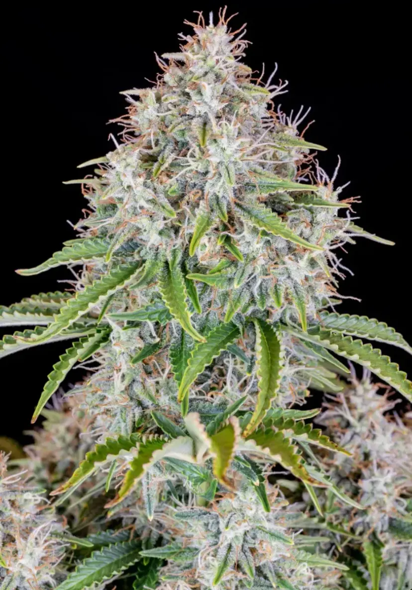 Cinderella Auto — 3