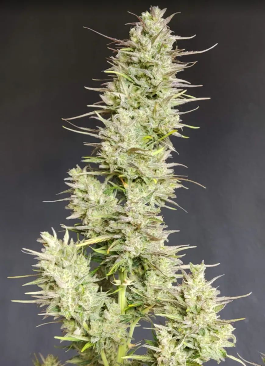 Cinderella Auto — 5