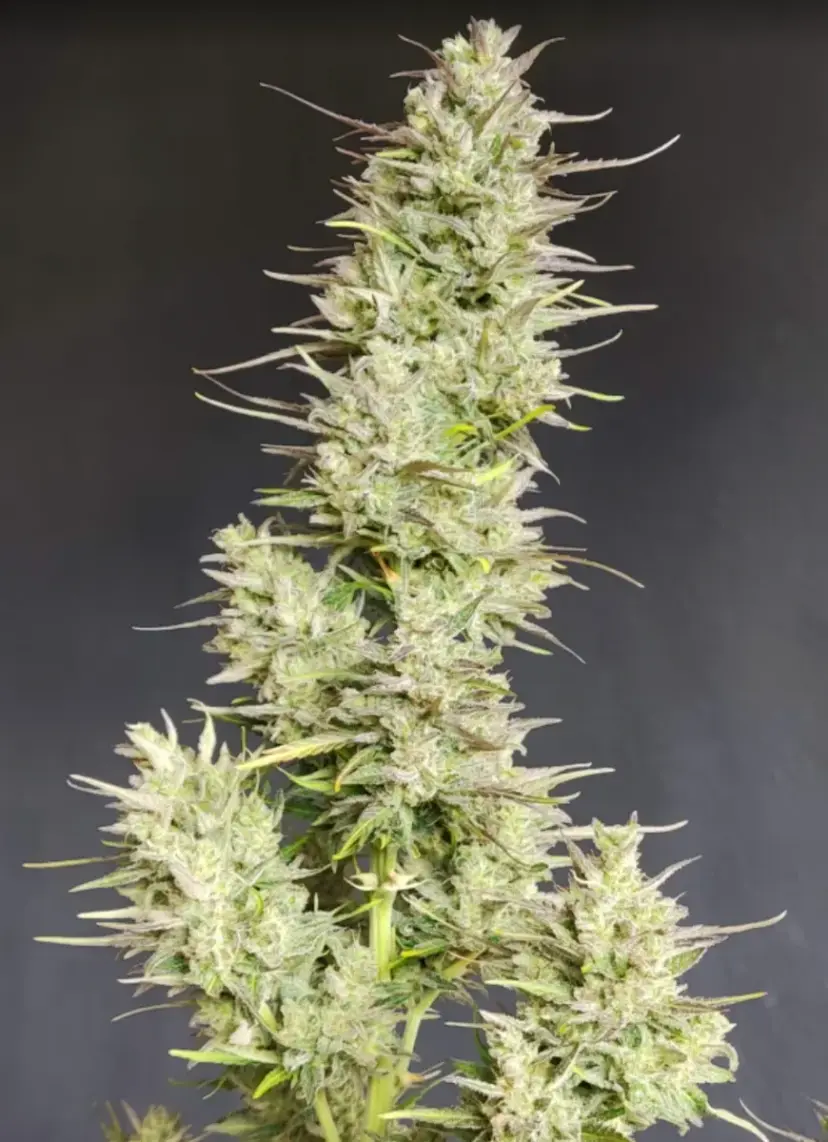 Cinderella Auto — 5