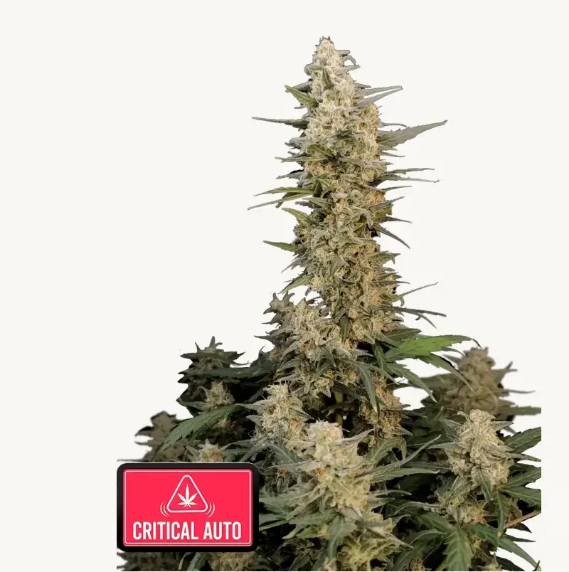 Critical Auto — 1