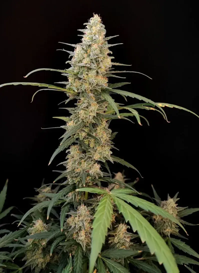 Critical Auto — 2