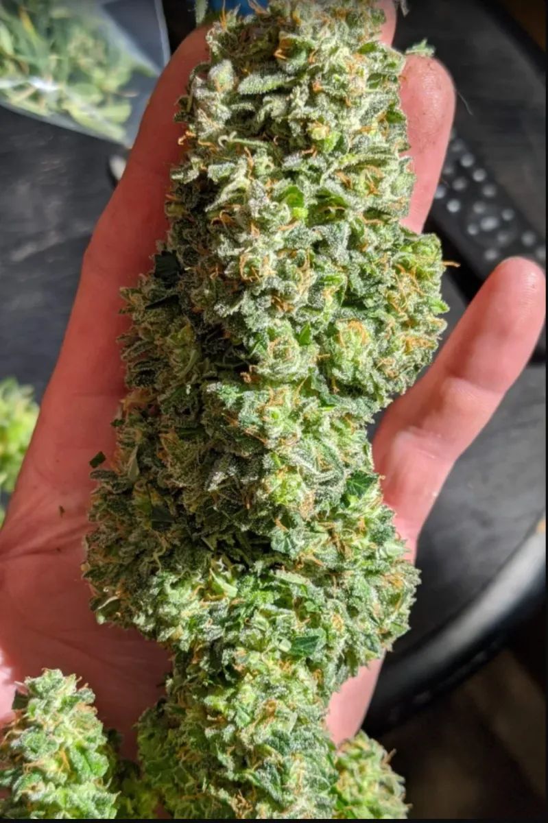 Critical Auto — 3