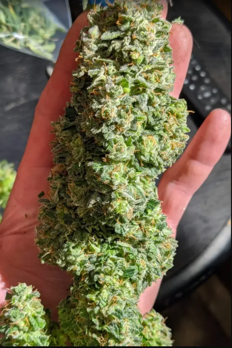 Critical Auto — 3