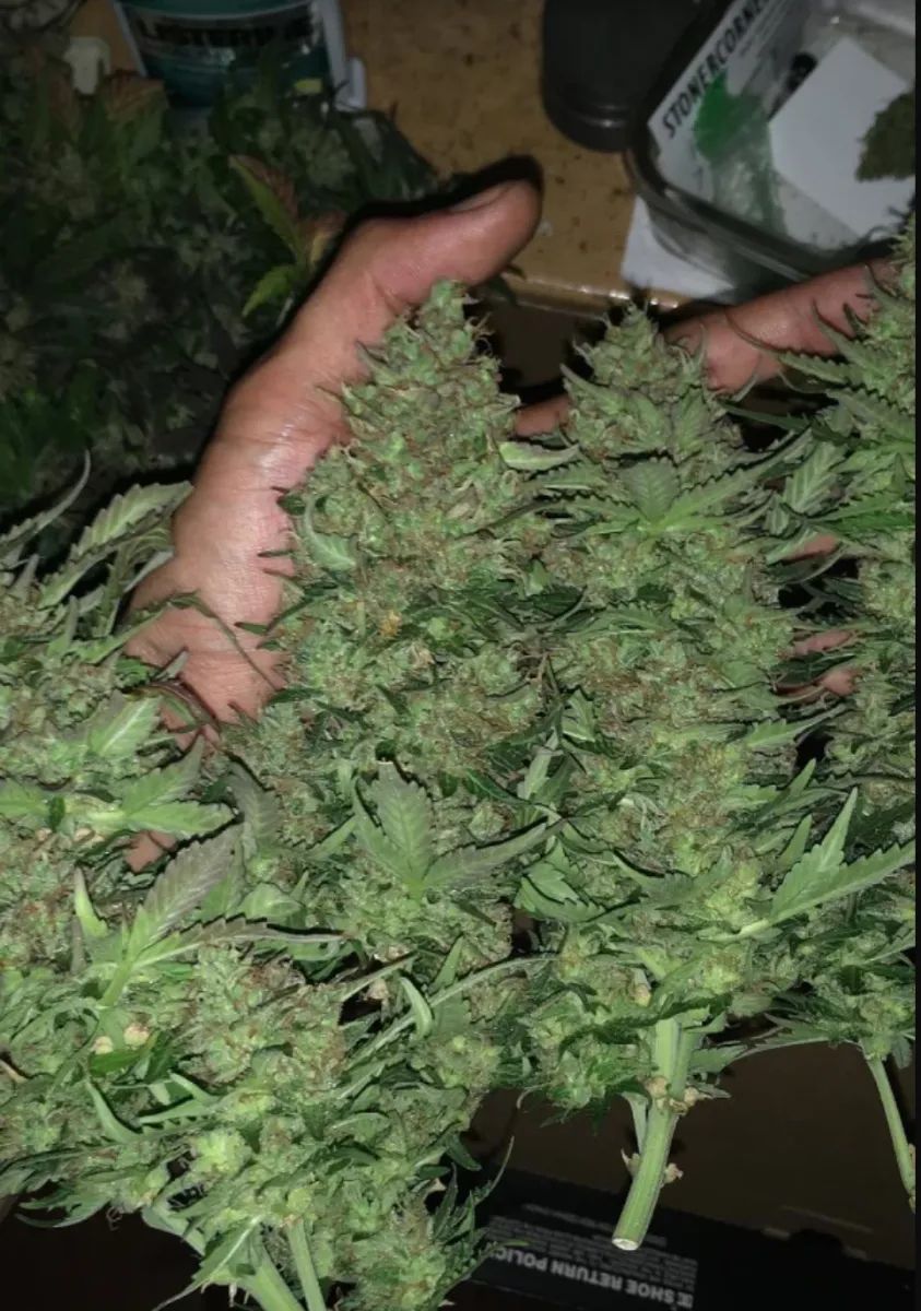 Critical Auto — 4
