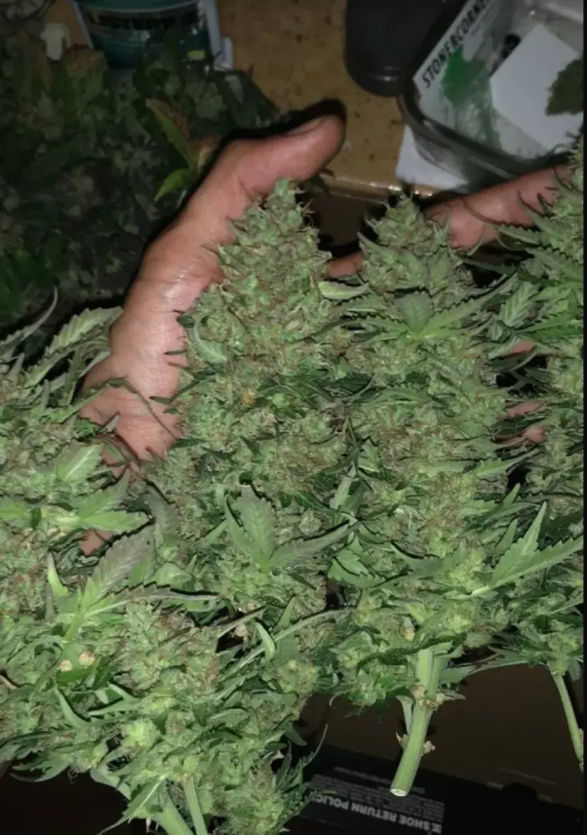 Critical Auto — 4