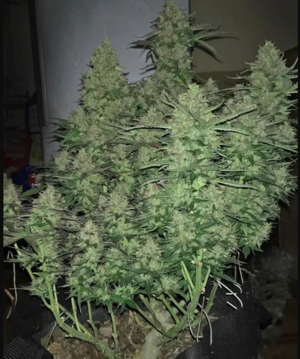 Critical Auto — 5