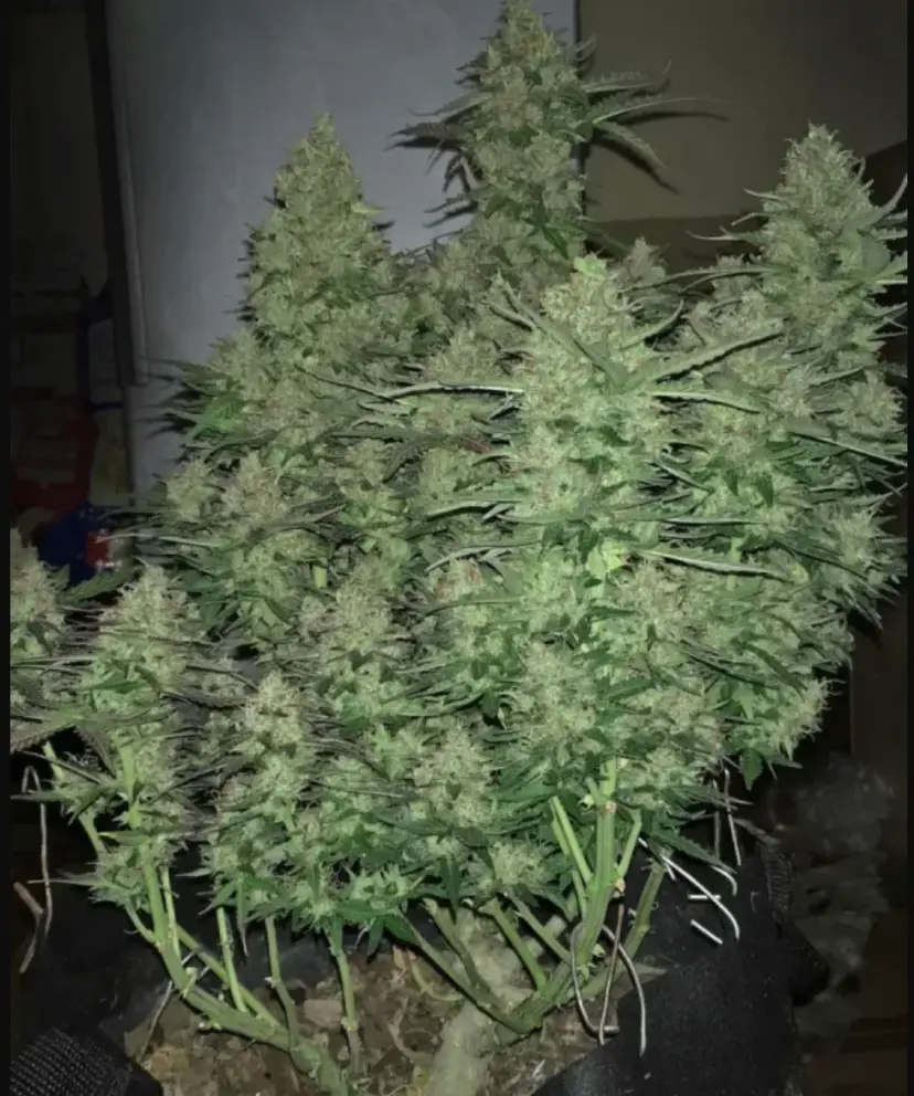 Critical Auto — 5