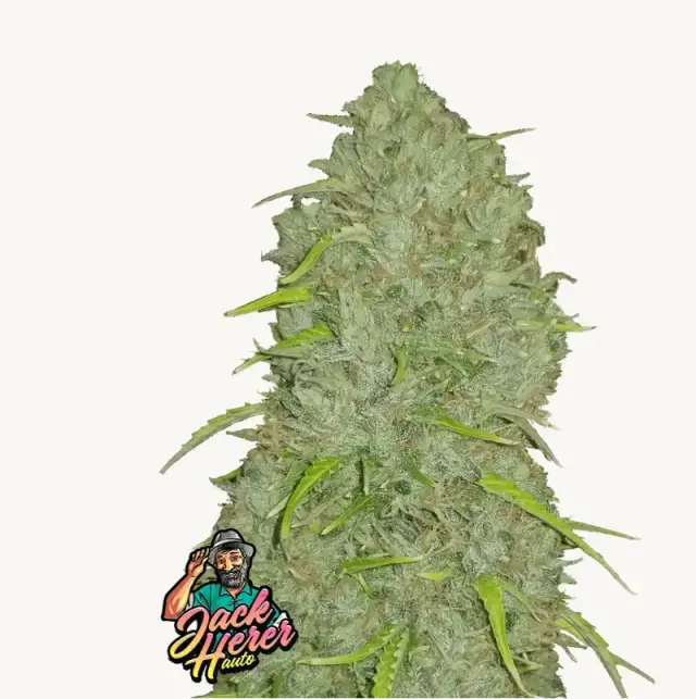 Original Jack Herer Auto — 1