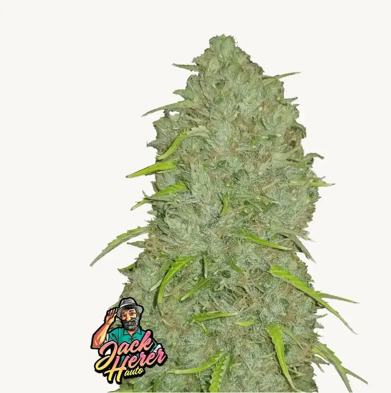 Original Jack Herer Auto — 1