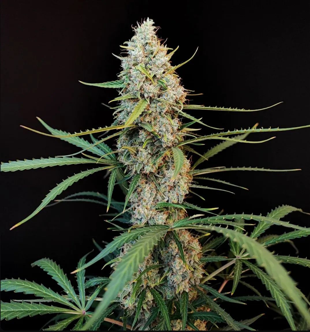 Original Jack Herer Auto — 2