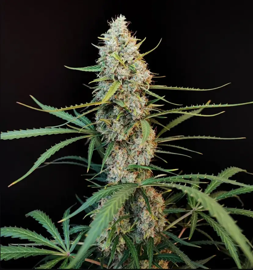 Original Jack Herer Auto — 2