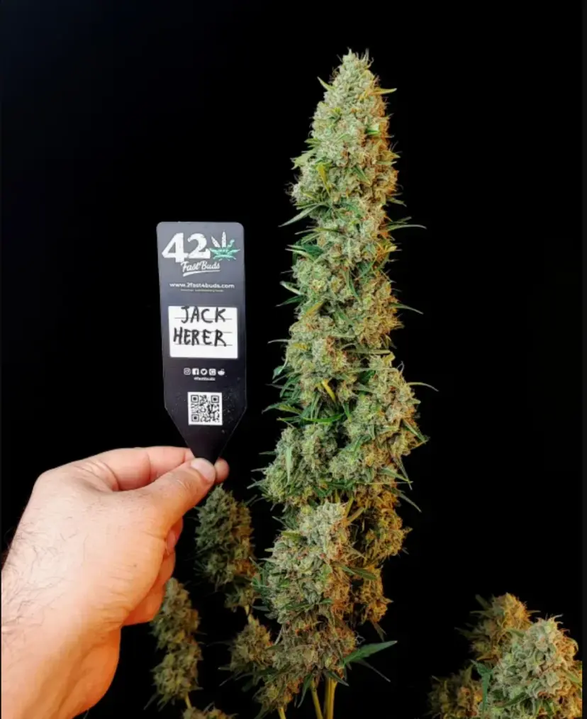 Original Jack Herer Auto — 3