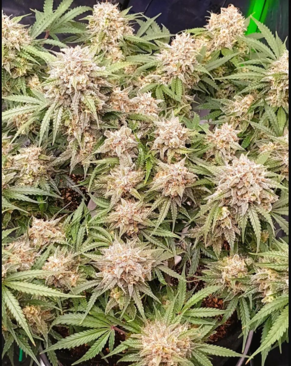 Original Jack Herer Auto — 4