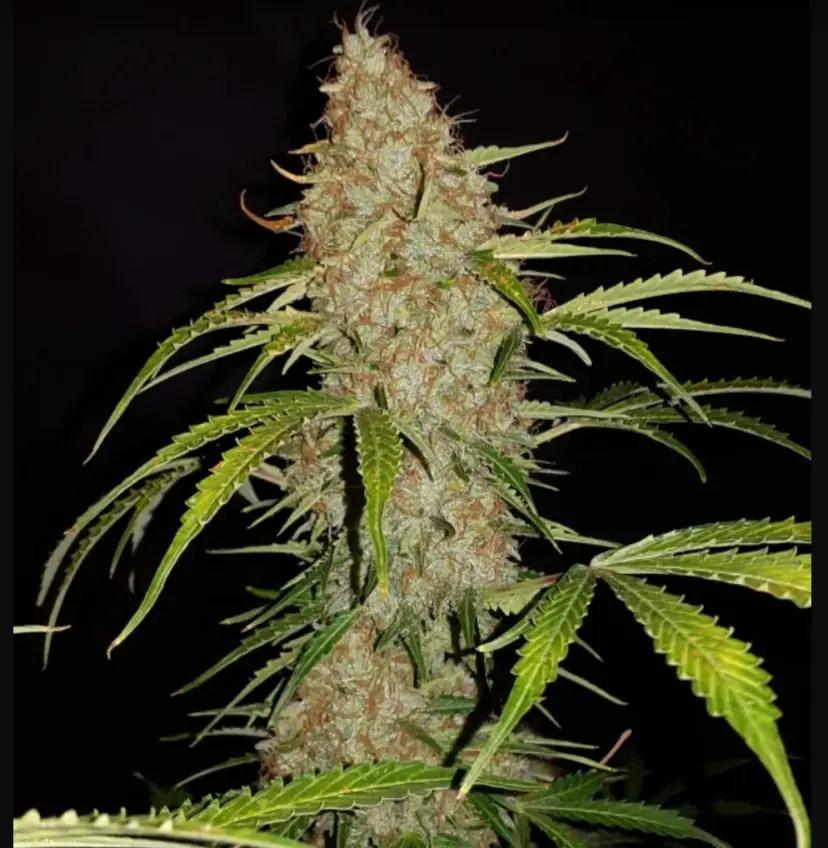 Original Jack Herer Auto — 5