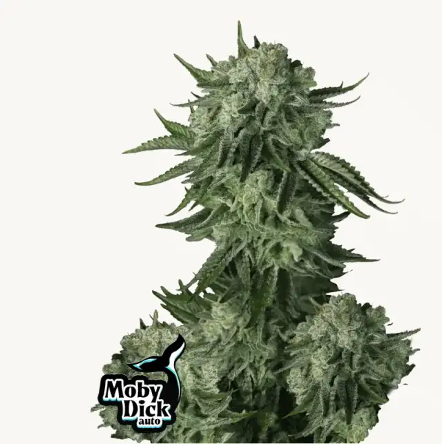 Moby Dick Auto — 1