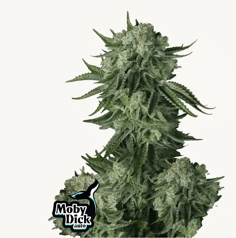 Moby Dick Auto — 1