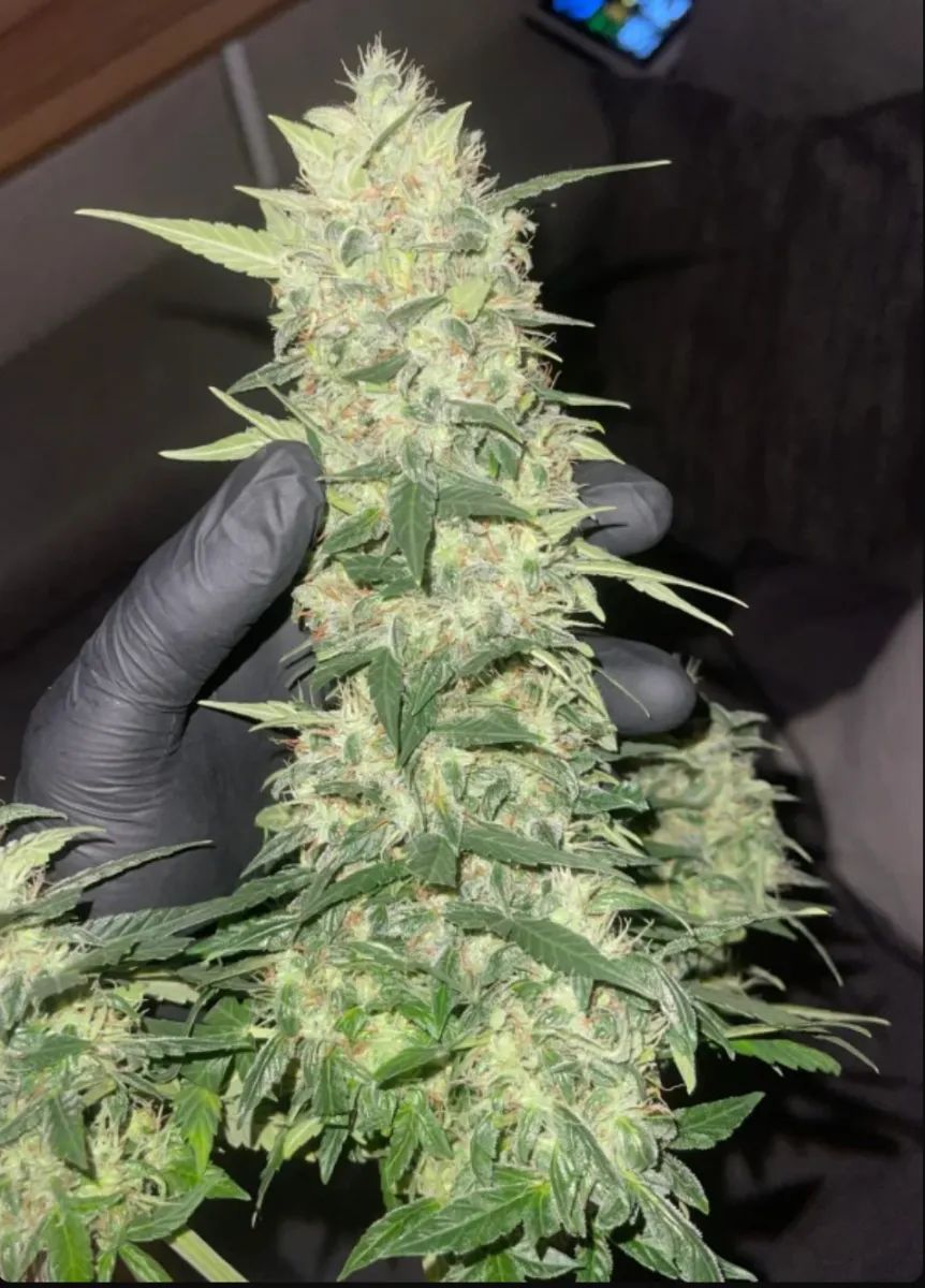 Moby Dick Auto — 2