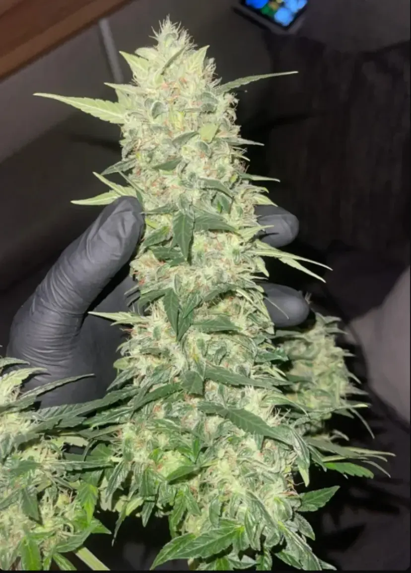 Moby Dick Auto — 2