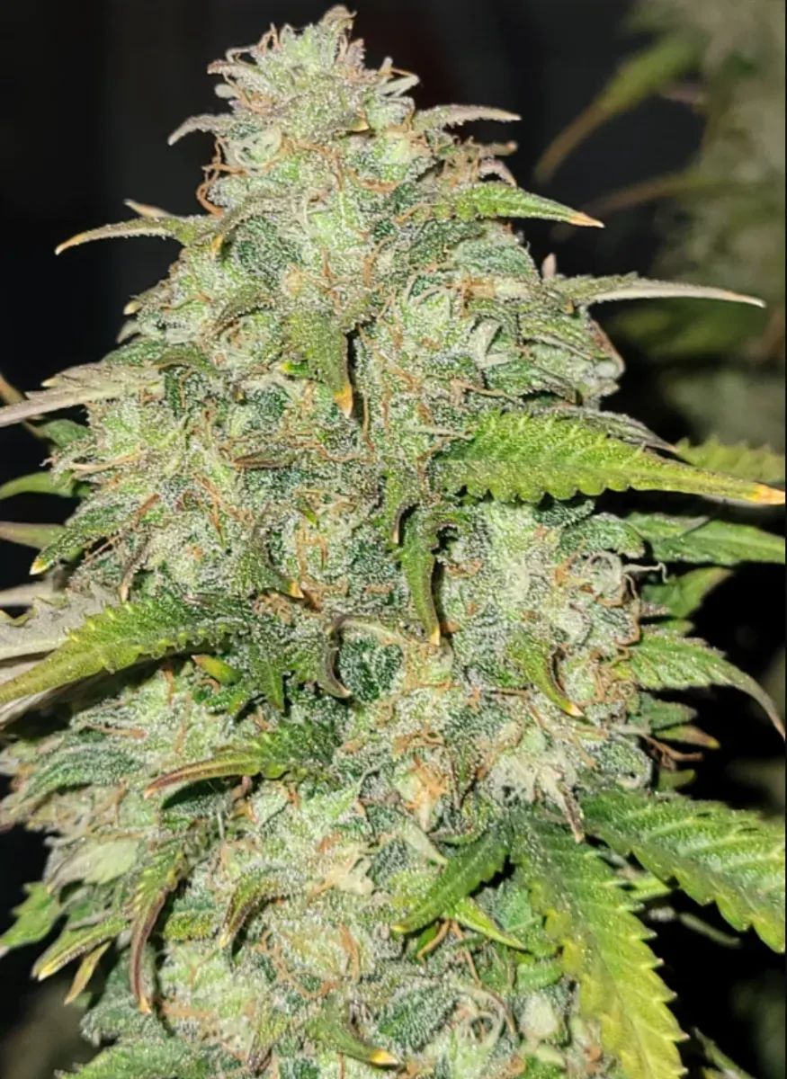 Moby Dick Auto — 3