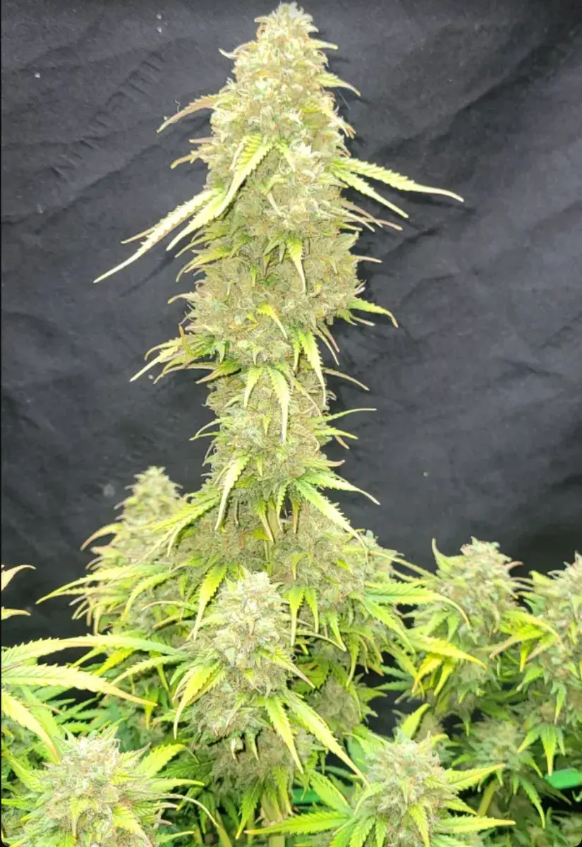 Moby Dick Auto — 4