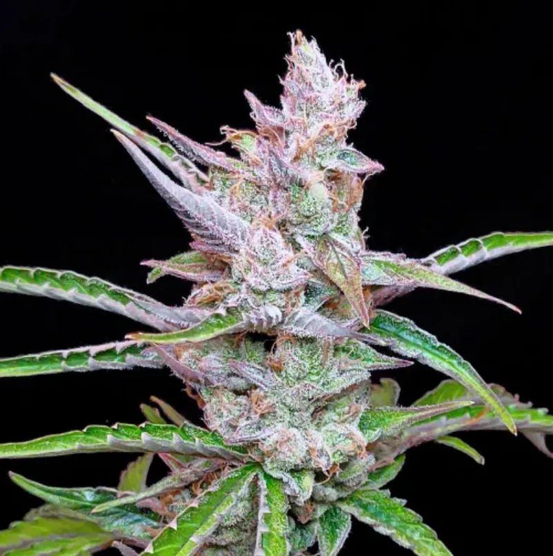 Moby Dick Auto — 5