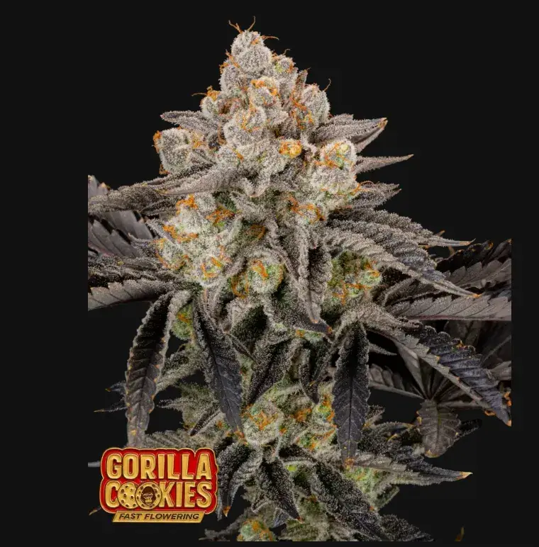 Gorilla Cookies FF — 1