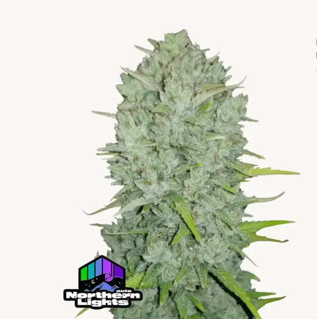 Northern Lights Auto — 1