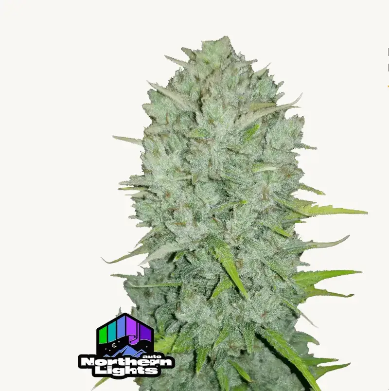 Northern Lights Auto — 1
