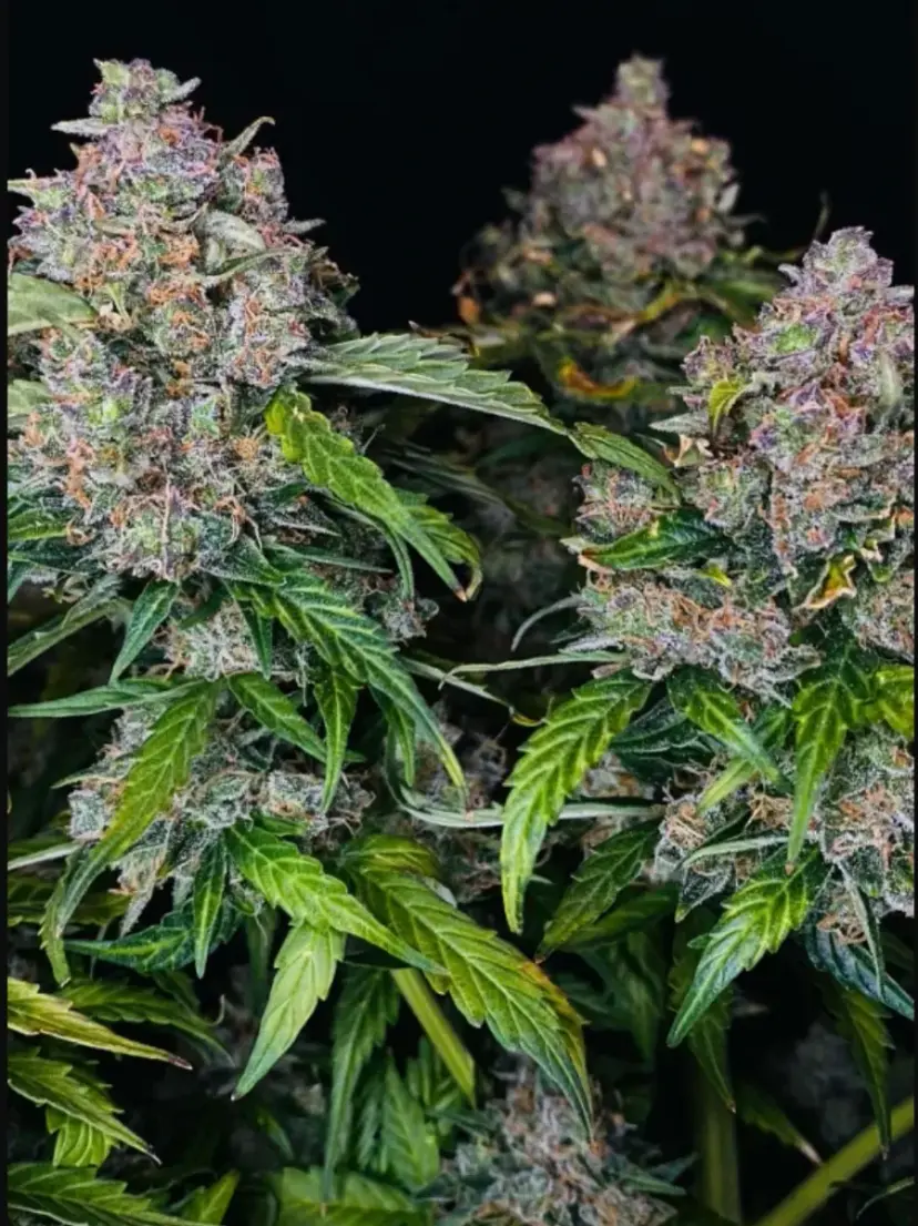 Northern Lights Auto — 2