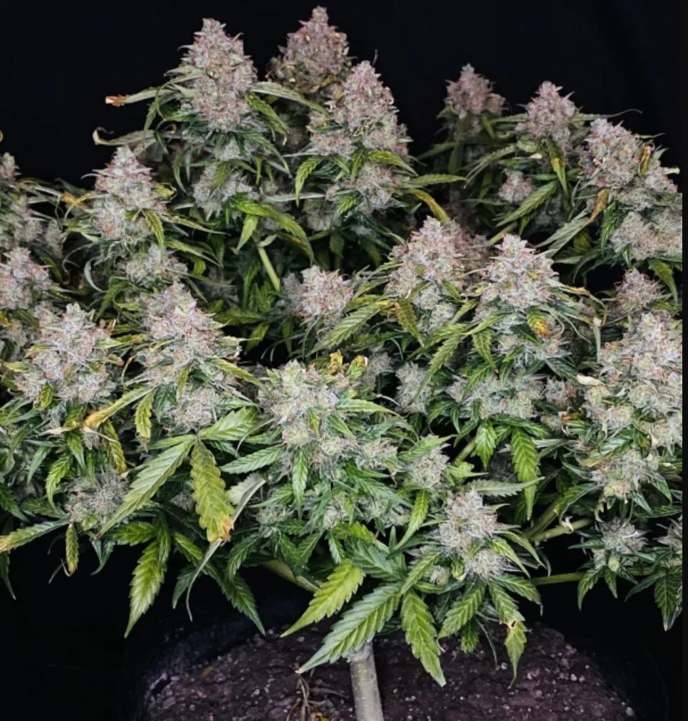 Northern Lights Auto — 3