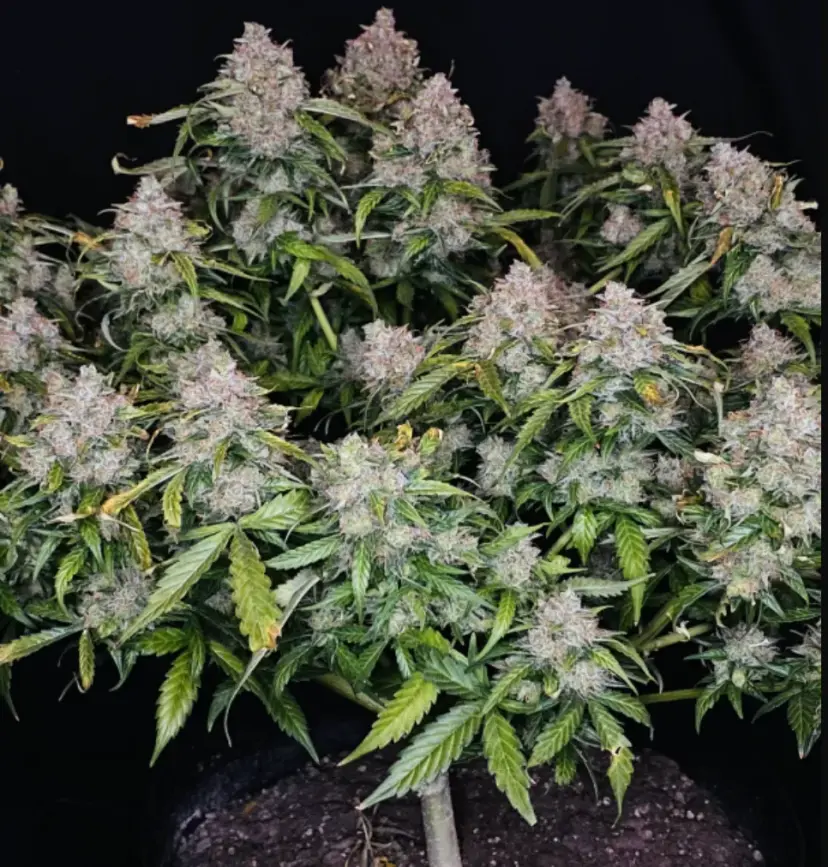 Northern Lights Auto — 3