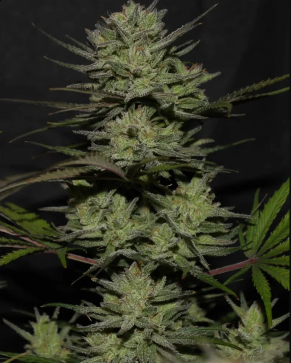 Northern Lights Auto — 4