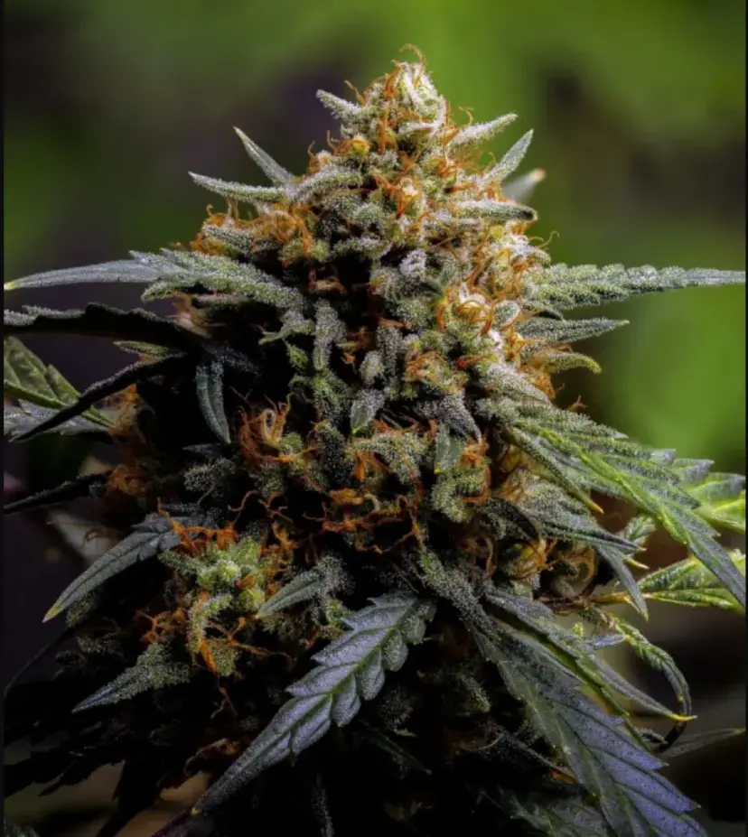 Northern Lights Auto — 5