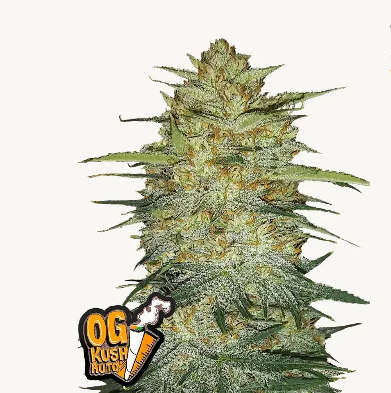 Original Auto O.G Kush — 1