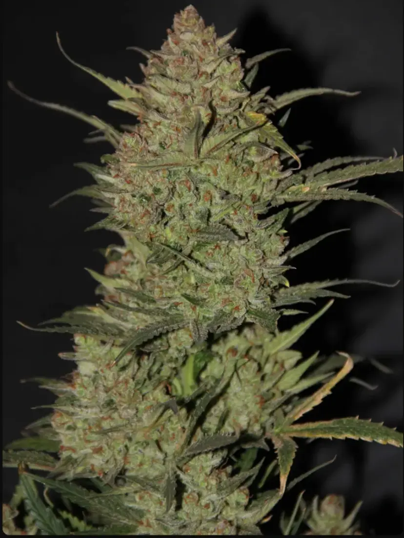Original Auto O.G Kush — 2
