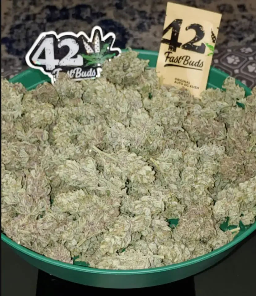 Original Auto O.G Kush — 3