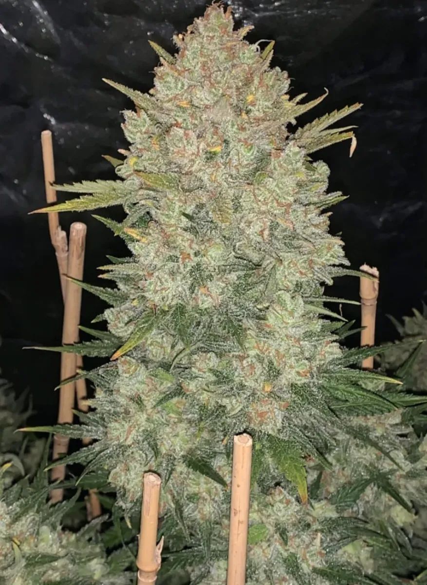 Original Auto O.G Kush — 4