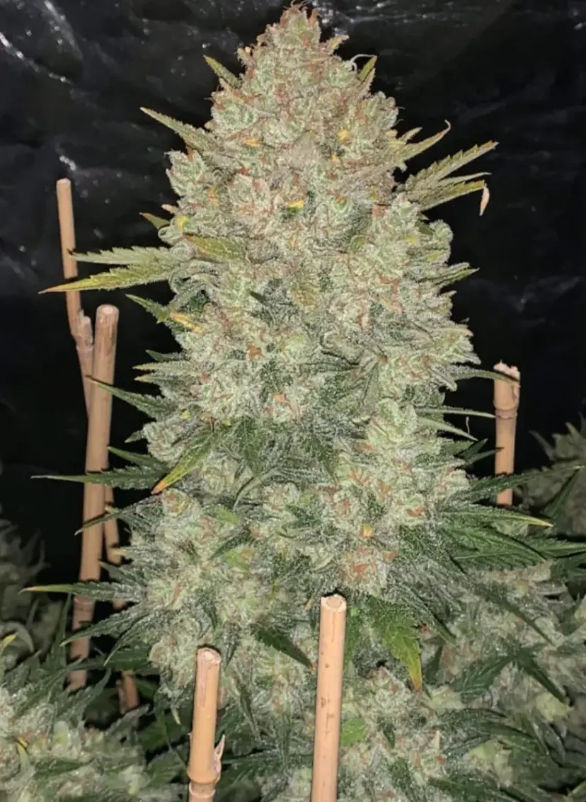 Original Auto O.G Kush — 4