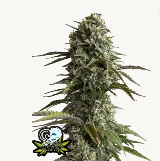 Original Auto Skunk — 1