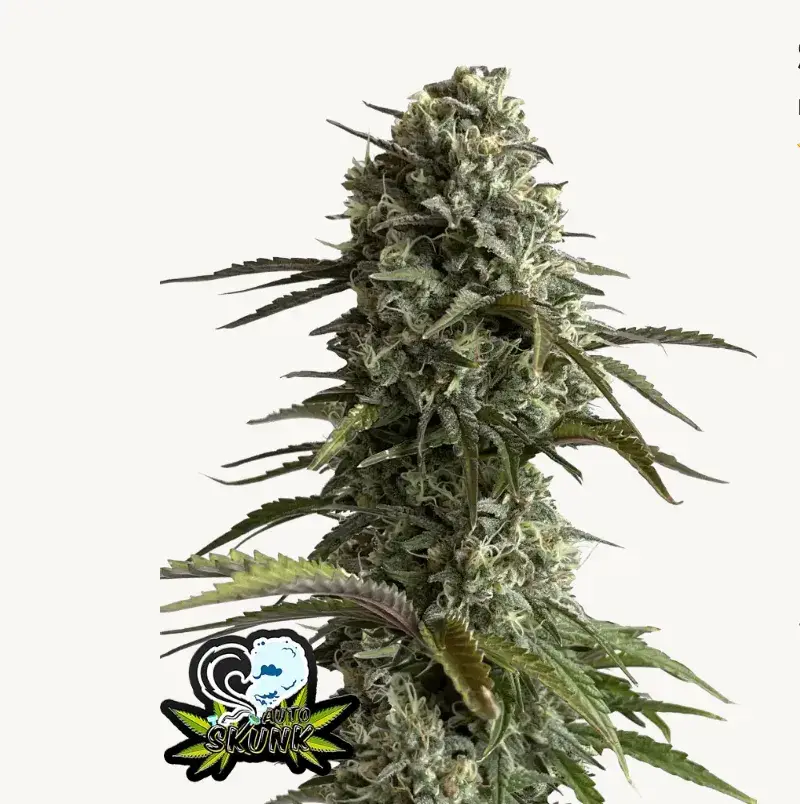 Original Auto Skunk — 1