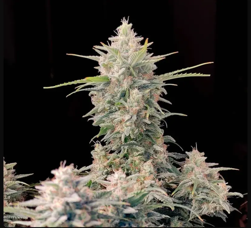 Original Auto Skunk — 2