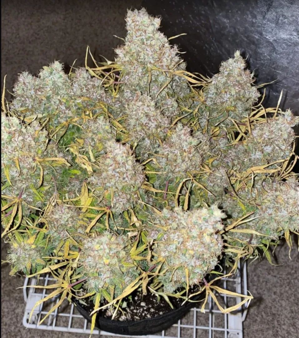 Original Auto Skunk — 3