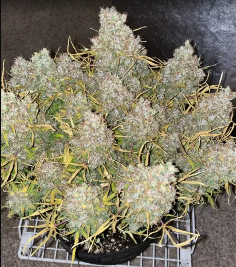 Original Auto Skunk — 3
