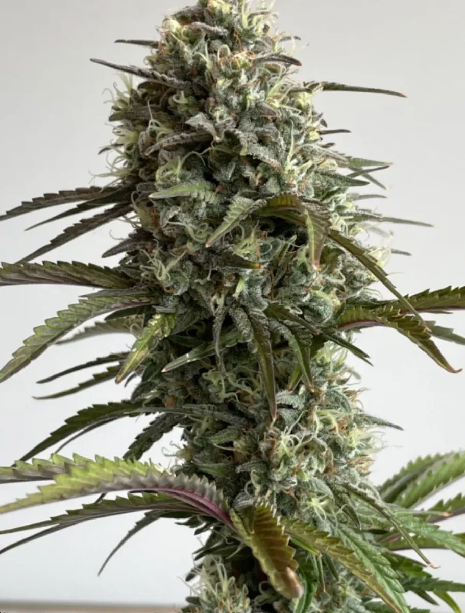 Original Auto Skunk — 4