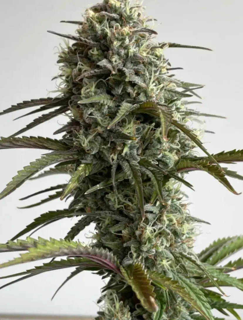 Original Auto Skunk — 4