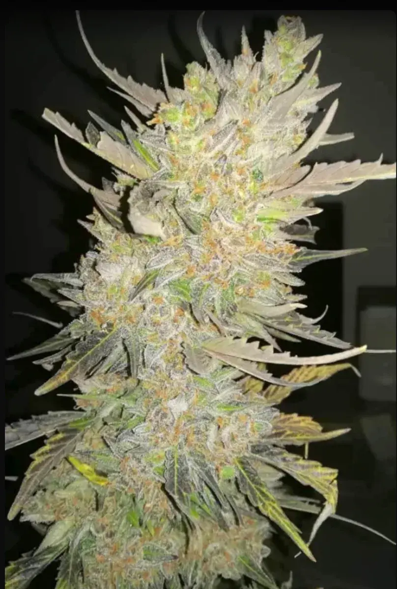 Original Auto Skunk — 5