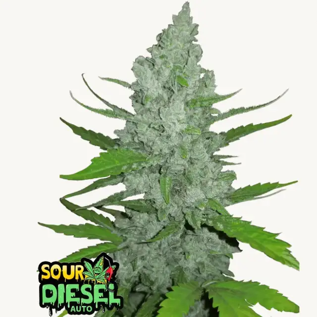 Original Auto Sour Diesel — 1
